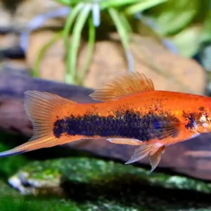 Ausverkauf Schwertträger Tuxedo (Xiphophorus helleri var.)